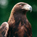 Golden Eagle